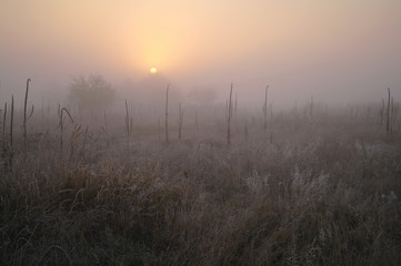 dry grass in the meadow near the woods covered with frost cold foggy morning