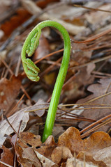Young sprout