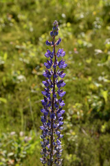 Lupine