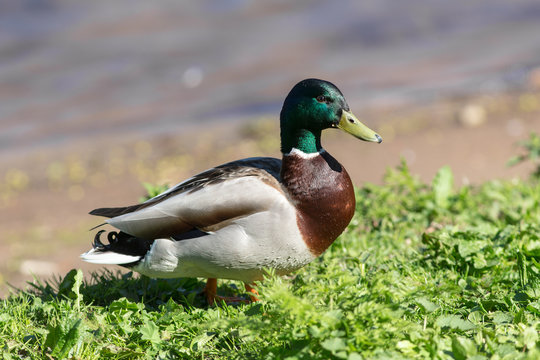 duck on the green grass