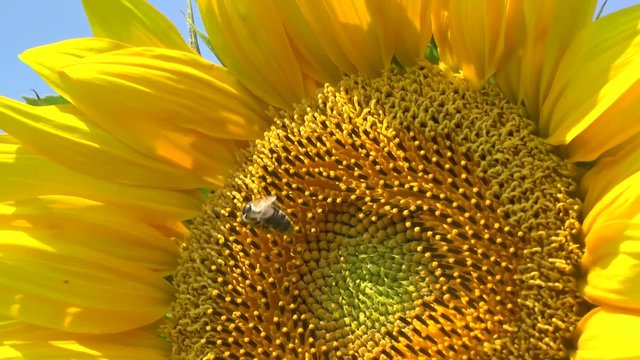 Sunflower and bee in happiness. 