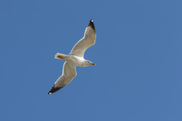 flying seagull