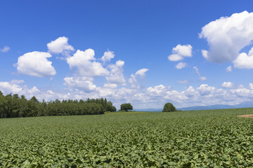 丘の町美瑛の田園風景