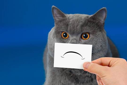 funny unhappy or sad cat