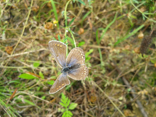 Butterfly on a grass