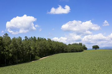 丘の町美瑛の田園風景