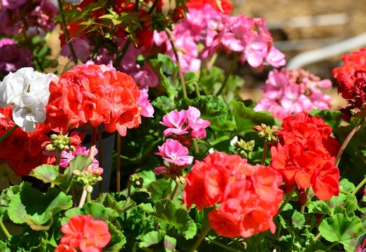 Bright red and pink Geraniums in a garden in England.