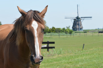 Horse and nice mill in the Netherlands - 86867214