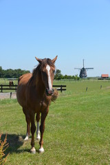 Horse and mill