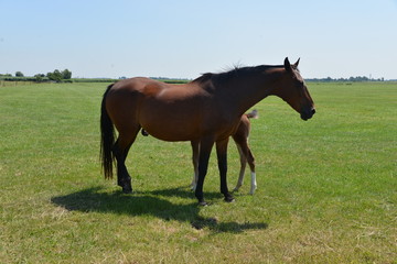 Horse in the Netherlands