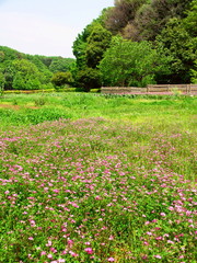 蓮華咲く里山風景