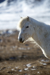 Portrait of a white Icelandic horse in winter landscape