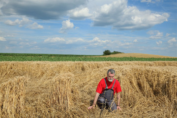 Naklejka na ściany i meble Agriculture, desperate farmer in damaged wheat field