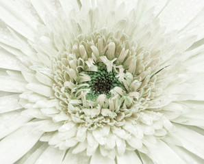 close up beautiful chrysanthemum