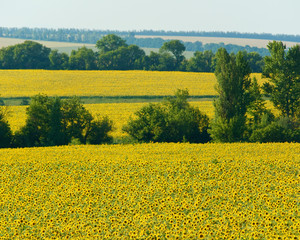  a field of sunflowers