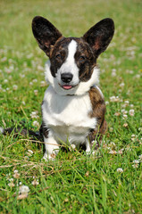 Welsh Cardigan Corgi dog 