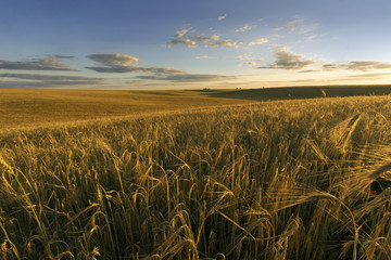 Wheat field on a summer evening