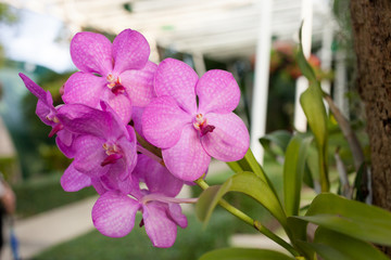 beautiful purple orchid phalaenopsis on natural background