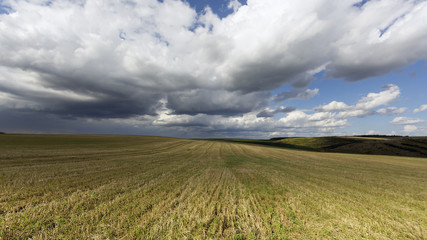 Field in a summer evening