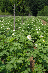 Potatoes field on summer