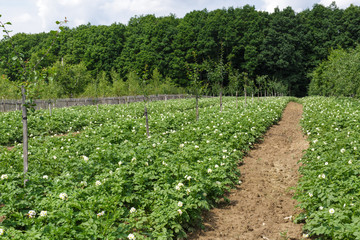 Fototapeta na wymiar Potatoes field on summer