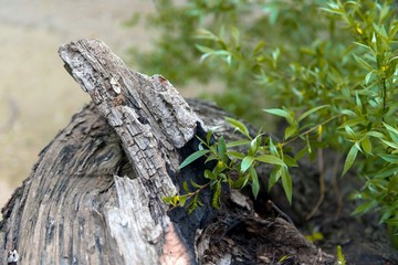 Green leaves of a tree in sunlight
