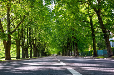 Highway with green trees in Tallinn. Estonia