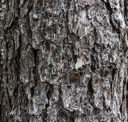 Pine Tree Bark Close Up