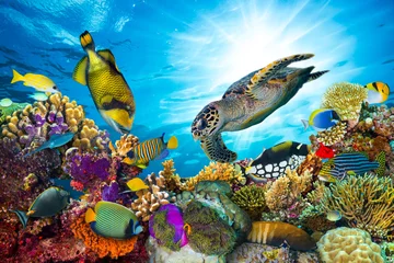 Fototapete Korallenriffe Unterwasser Meeresleben Korallenriff Panorama mit vielen Fischen und Meerestieren