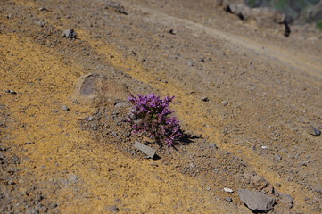 Blume auf Madeira