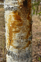 rusty birch skin