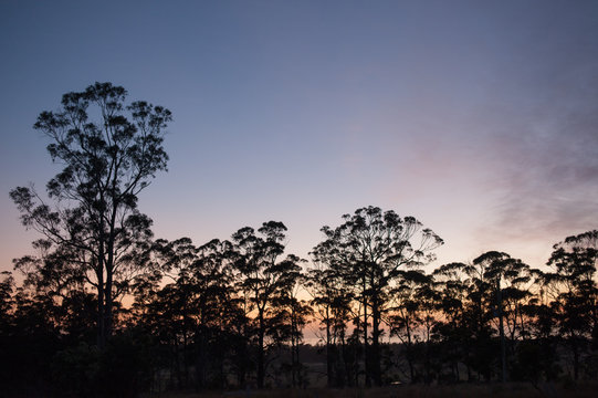 Gumtrees at first light