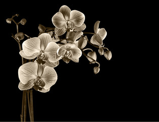 Fototapeta na wymiar Sepia filtered cultivated orchid on black