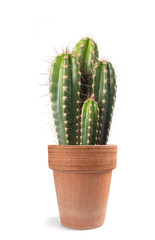 cactus dans un vase isolé sur blanc