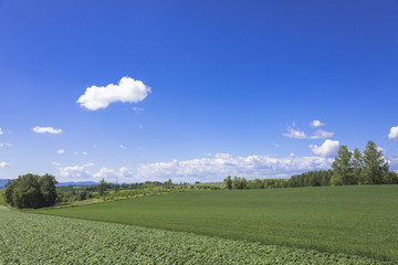 丘の町美瑛の田園風景