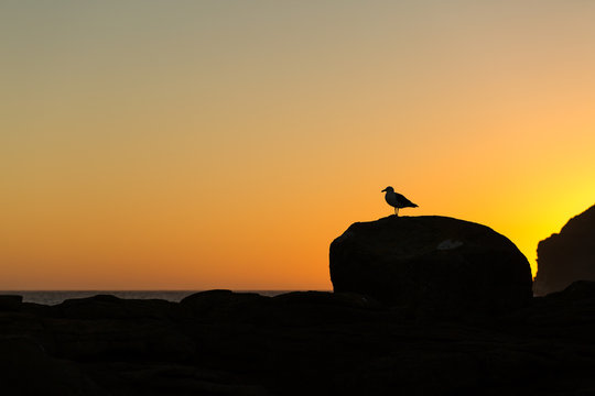 Golden sunset at Curio Bay