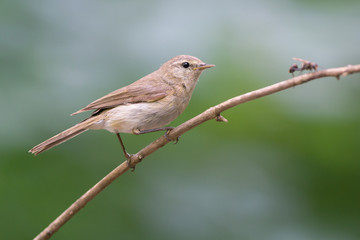 Obraz premium Chiffchaff