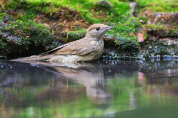 Eurasian Blackcap Stands In The Water