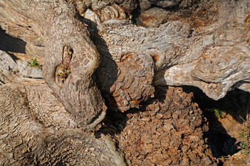 Olive tree bark, Apulia, Italy