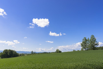 丘の町美瑛の田園風景
