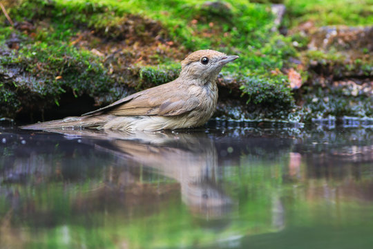 Eurasian Blackcap Stands In The Water