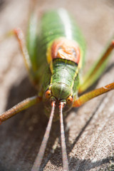 Nahaufnahme von punktierte Zartschrecke / Heuschrecke / Leptophyes punctatissima