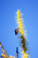 Pareja de escarabajos coraceros copulando en la flor del castaño. La sufrida hembra estaba bien agarrada a una planta. Nombre Raghonycha fulva.
