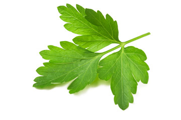 Parsley isolated on white