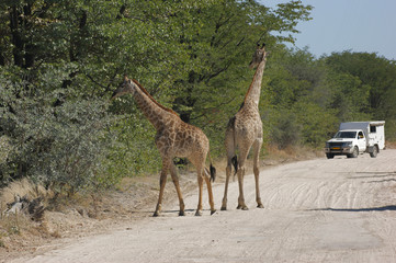 giraffes on the road