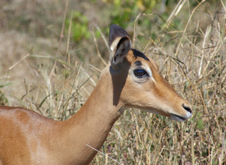 Impala portrait