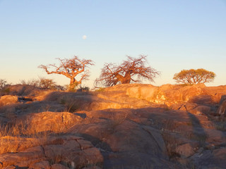 Baobab-Baum in der Makgadikgadi-Pfanne