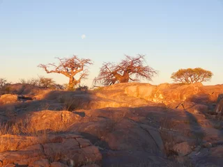 Abwaschbare Fototapete Baobab Baobab-Baum in der Makgadikgadi-Pfanne