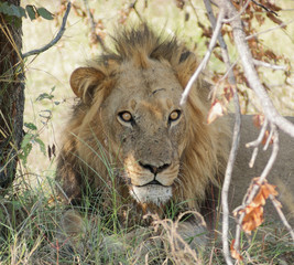 Lion in Botswana