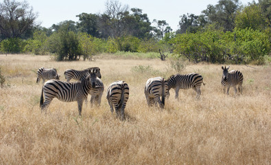 Fototapeta na wymiar flock of zebras